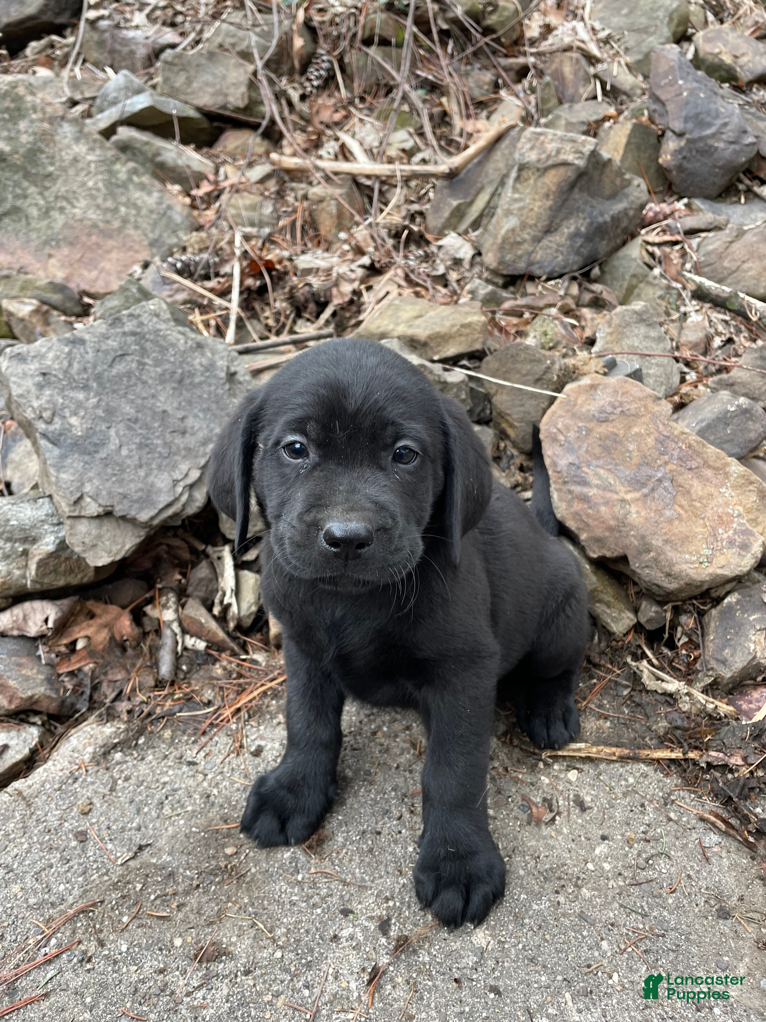 Labrador Retriever dogs Labrador Retriever Collar Pink - Ad 1