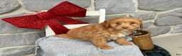 Cavapoo dogs for sale: Alita - Ad 10