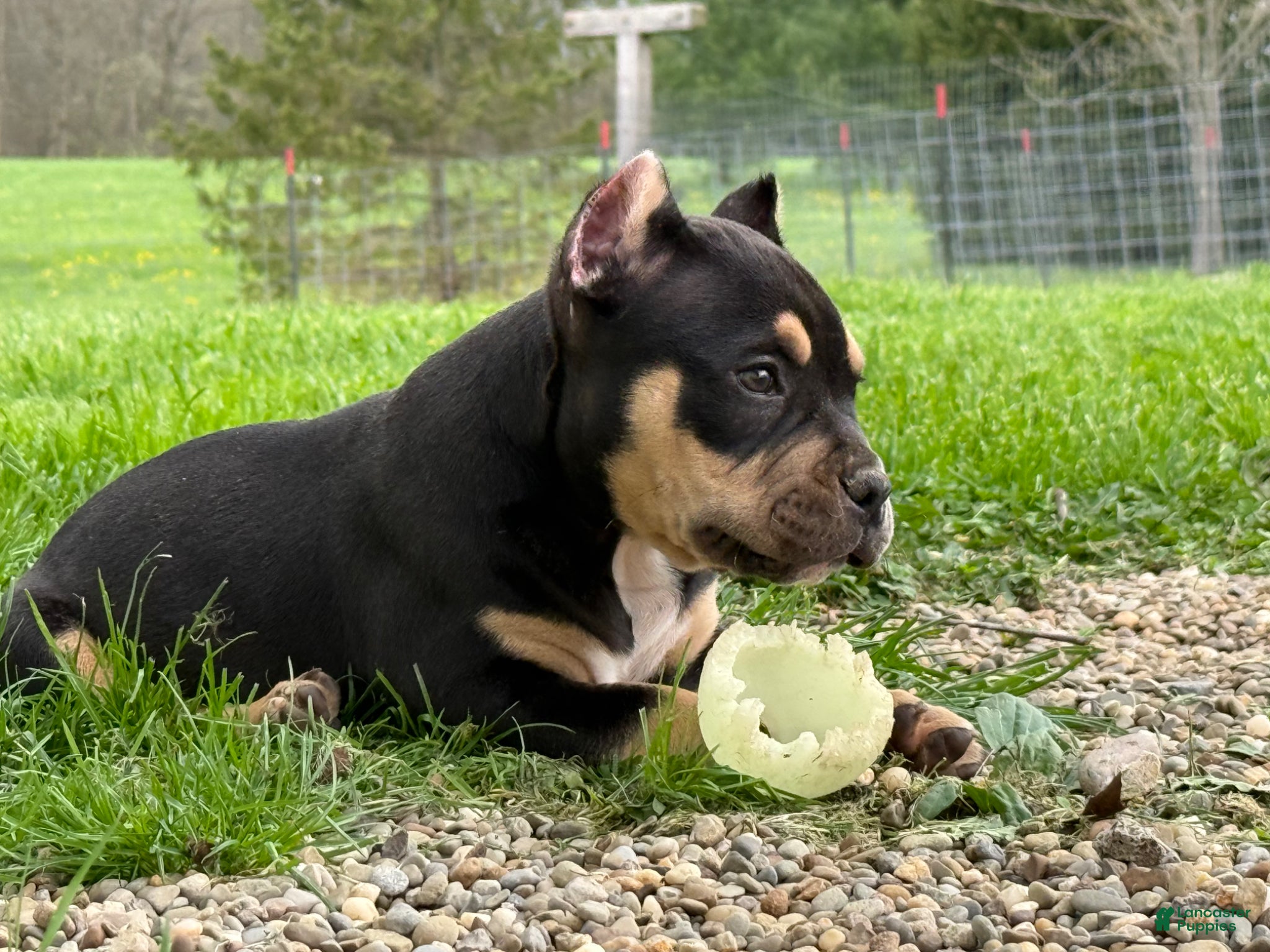 American Bully dogs Black Tri Male  - Ad 2