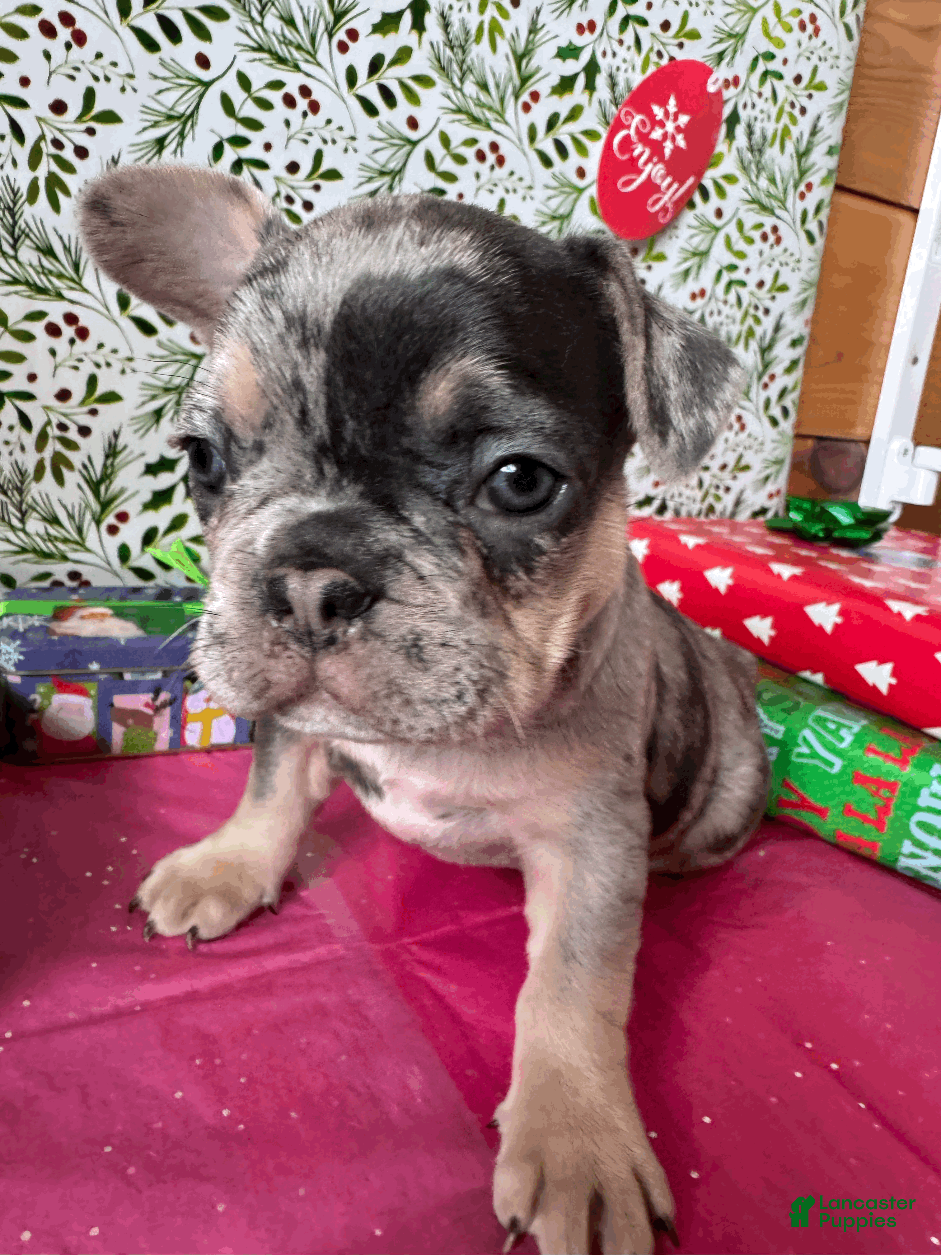 French Bulldog dogs DAISY - Ad 2
