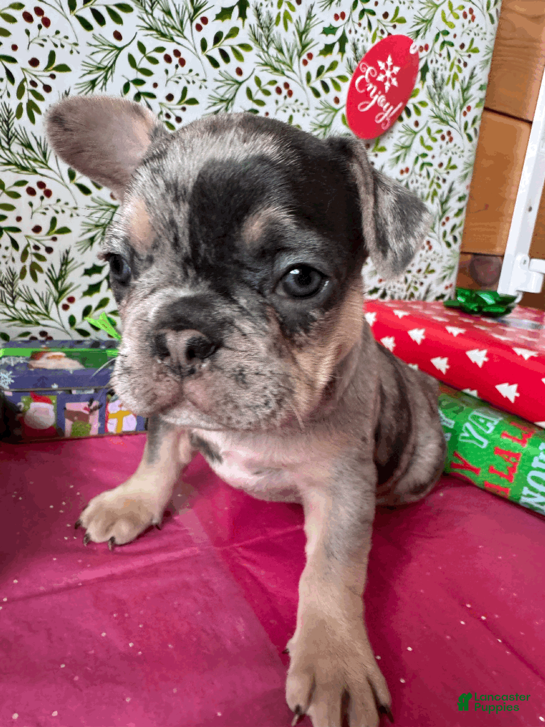 French Bulldog dogs for sale: DAISY - Ad 2