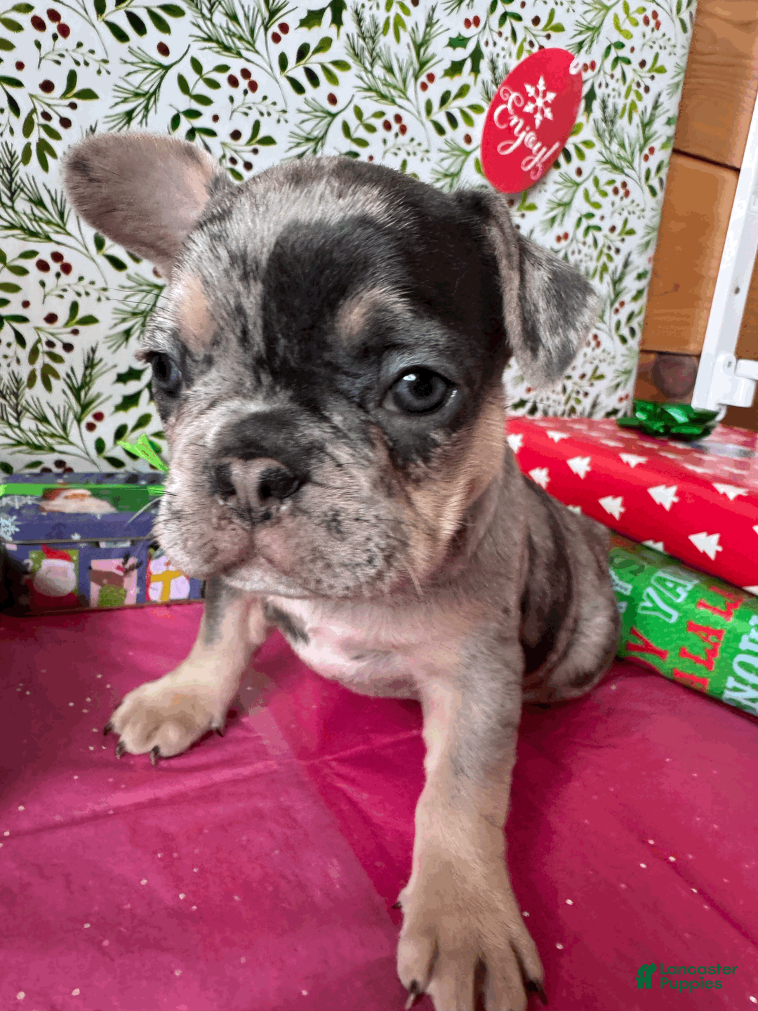 French Bulldog dogs for sale: DAISY - Ad 2