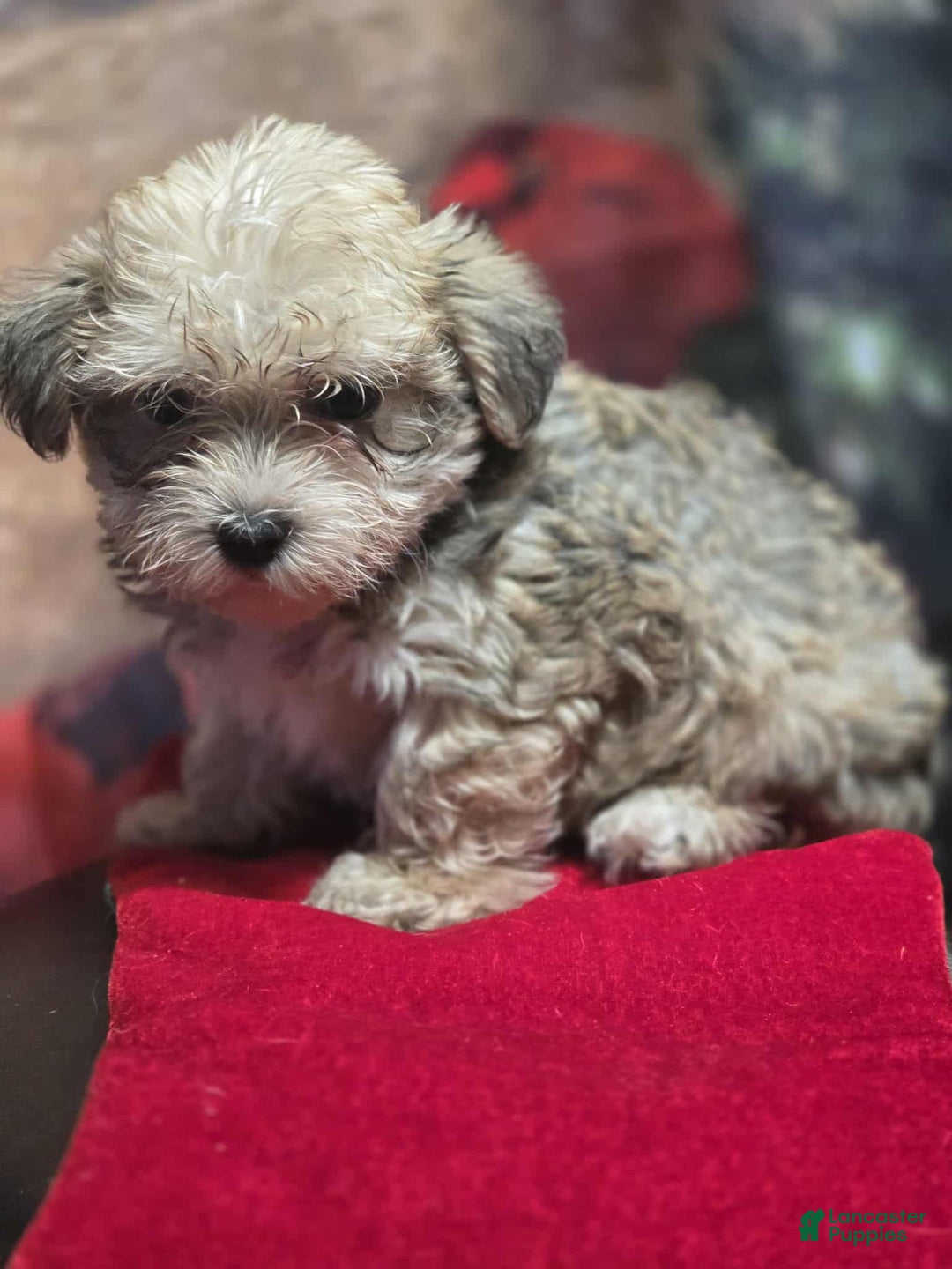 Maltipoo dogs for sale: Albert - Ad 11
