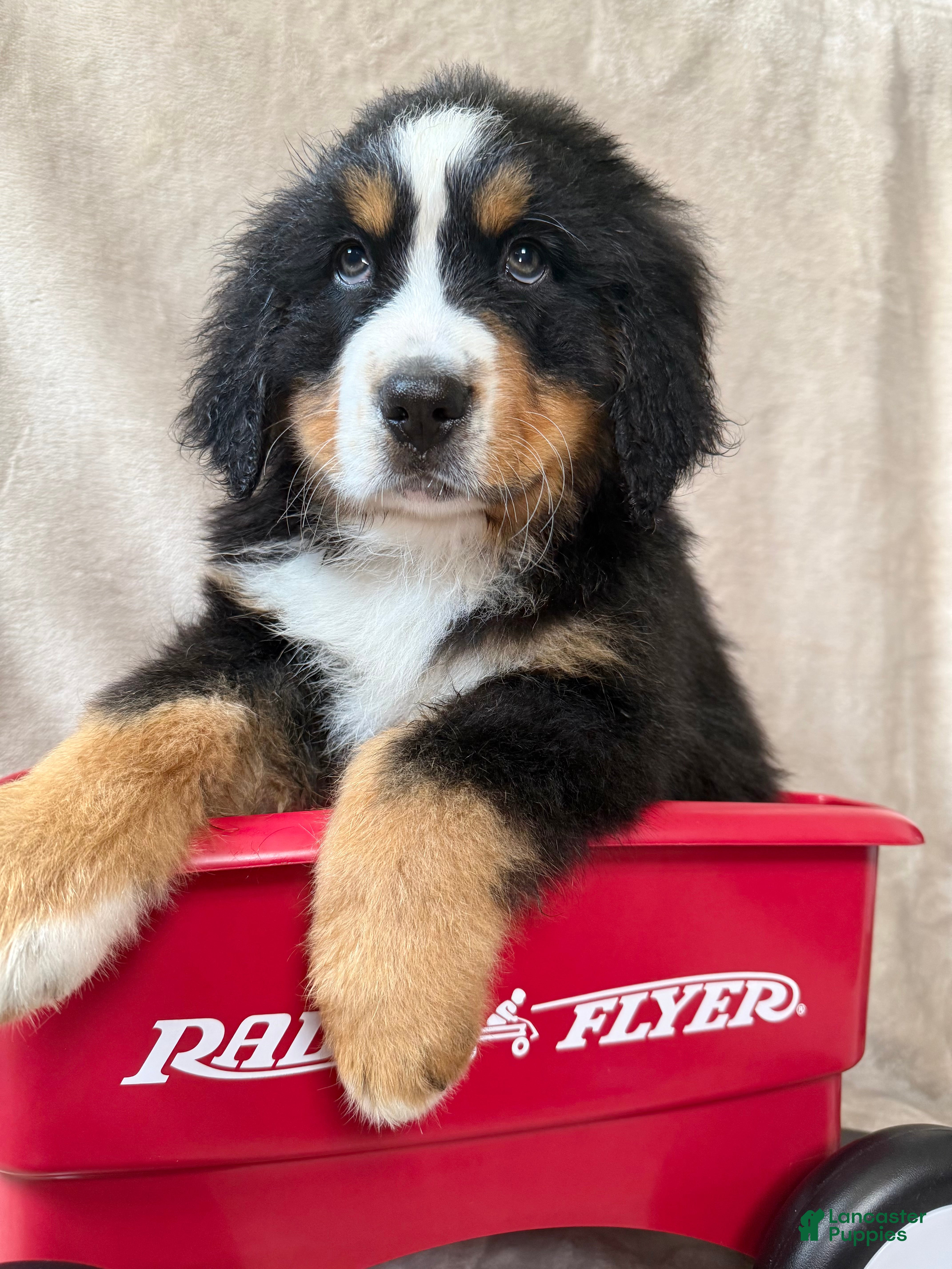 Bernese Mountain Dog dogs Bruce - Ad 25