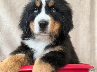 Bernese Mountain Dog dogs Bruce - Ad 17
