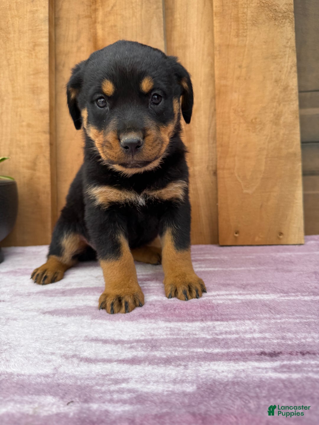 Rottweiler dogs for sale: Raven - Ad 3