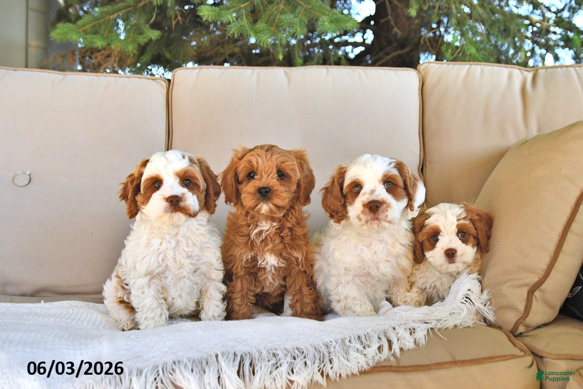 Cavapoo dogs for sale: Tyler - Ad 5