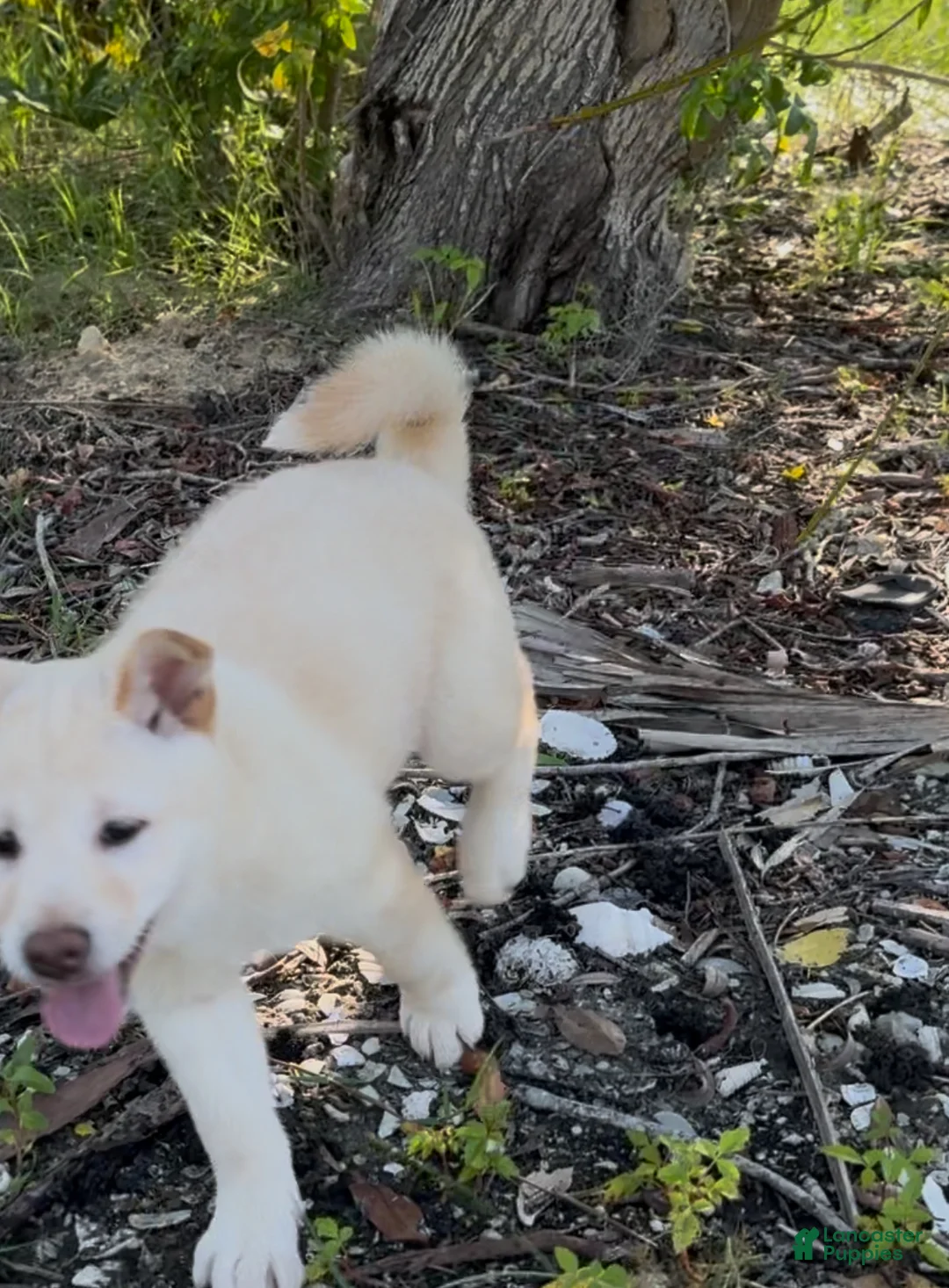 Shiba Inu dogs for sale: Shiba Inu Puppy 5 - Ad 3