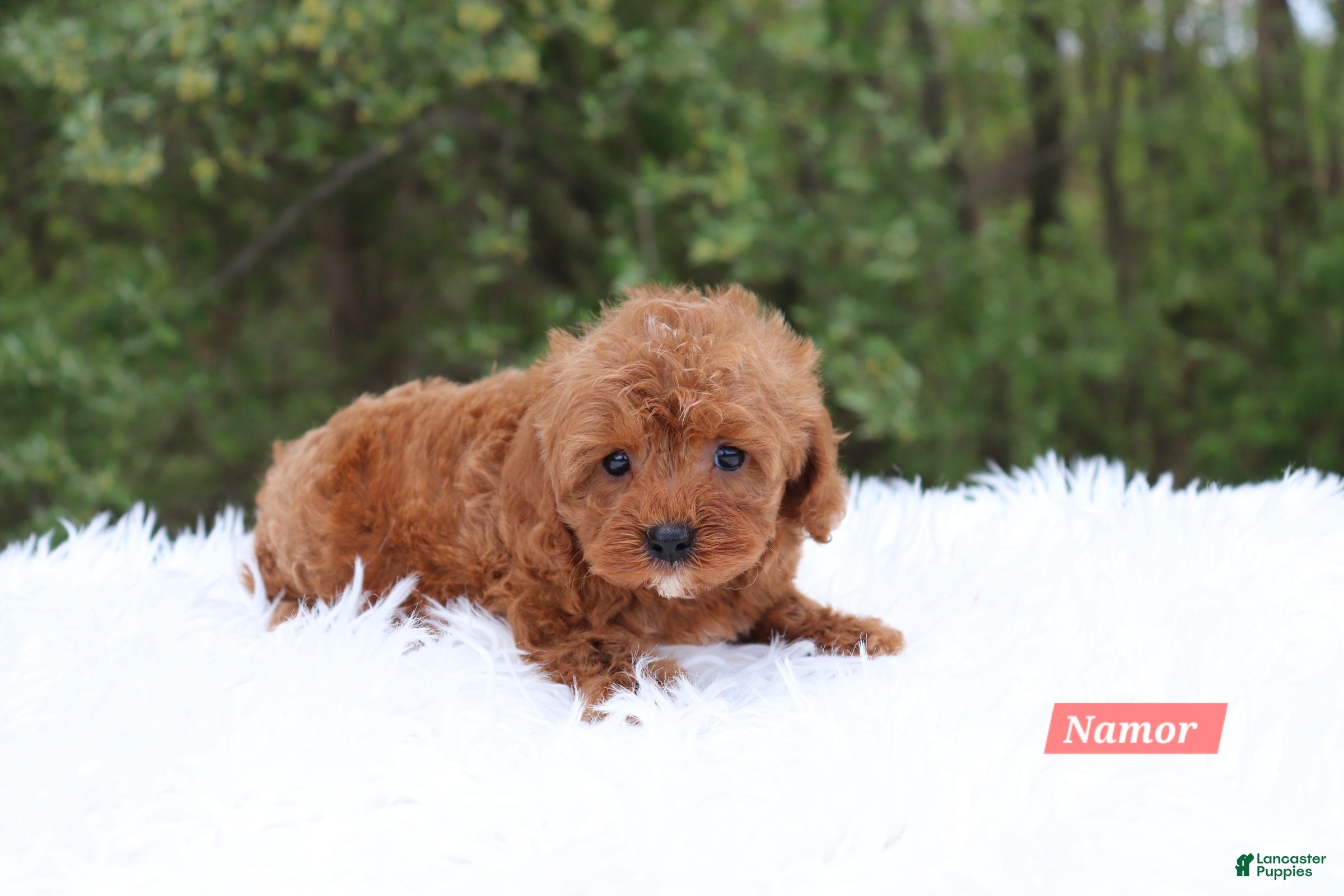 Cavapoo dogs for sale: Namor - Ad 4
