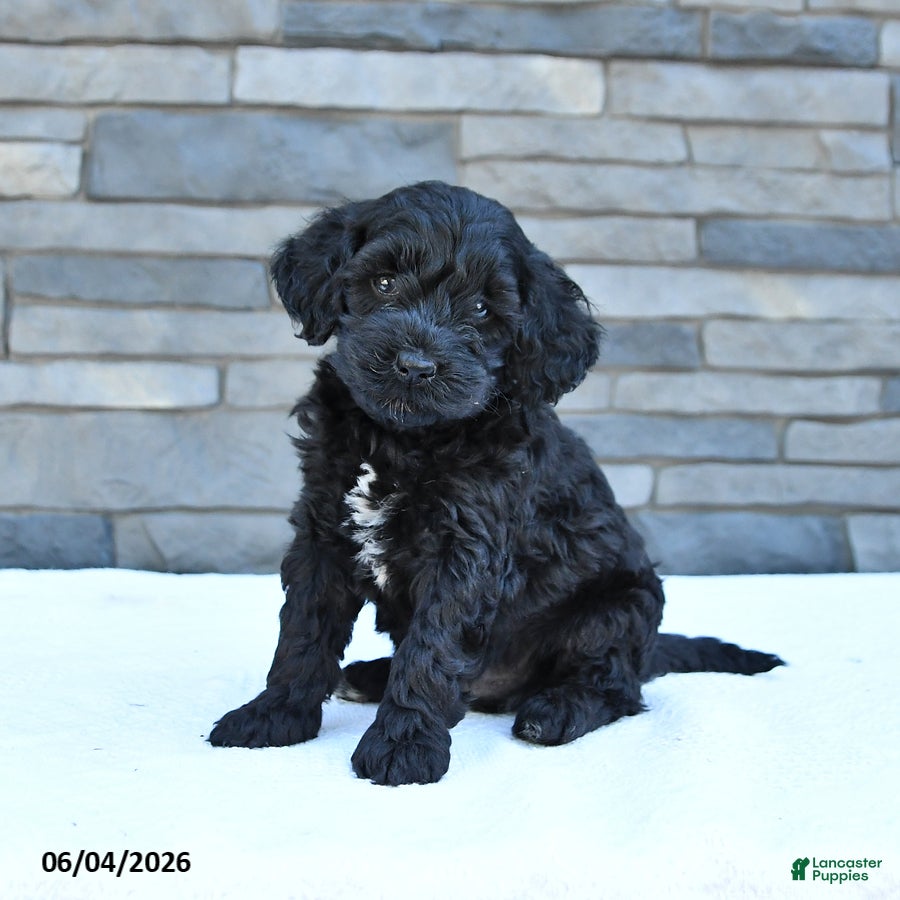 Cockapoo dogs Maverick - Ad 1