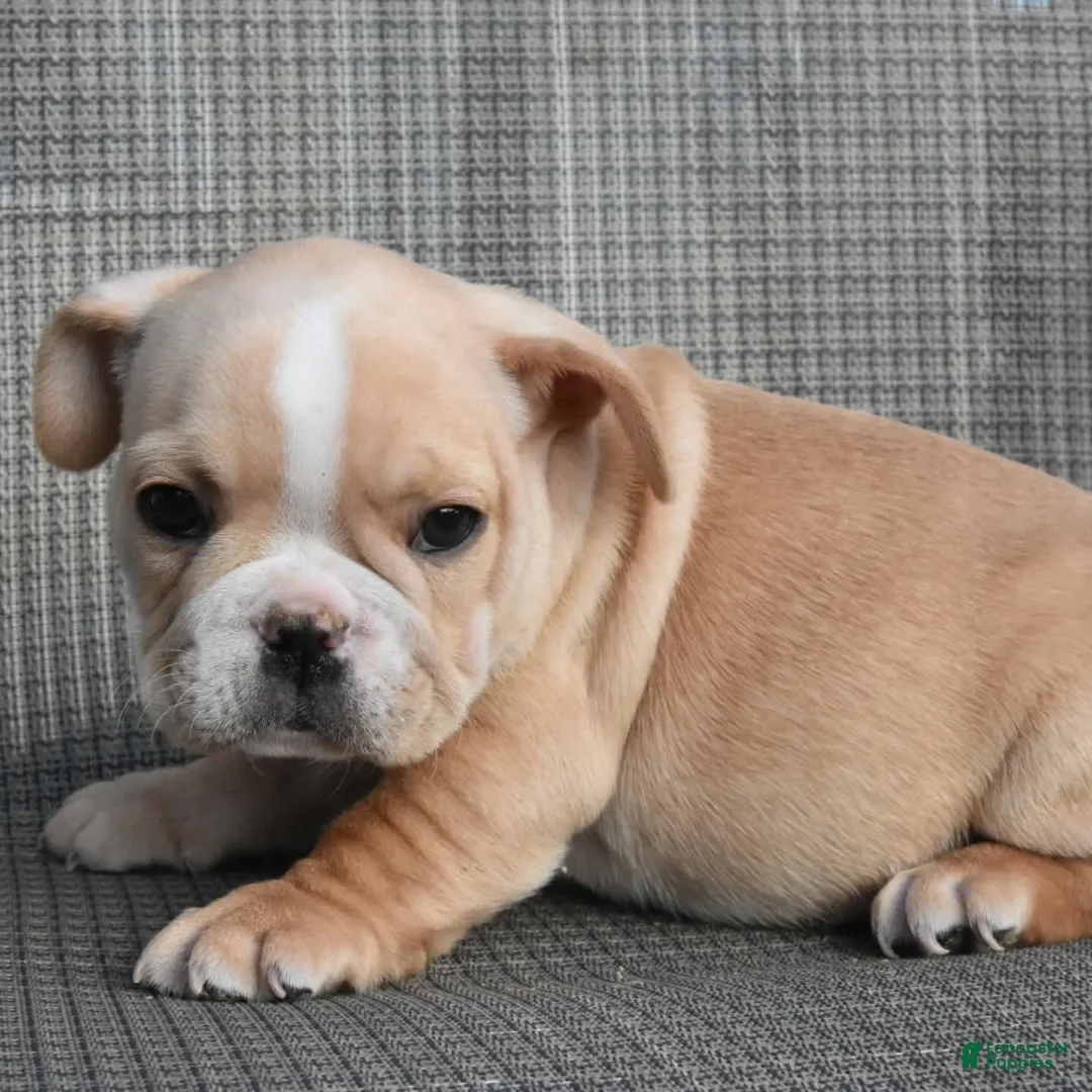 French Bulldog dogs for sale: French Bulldog 2 - Ad 7