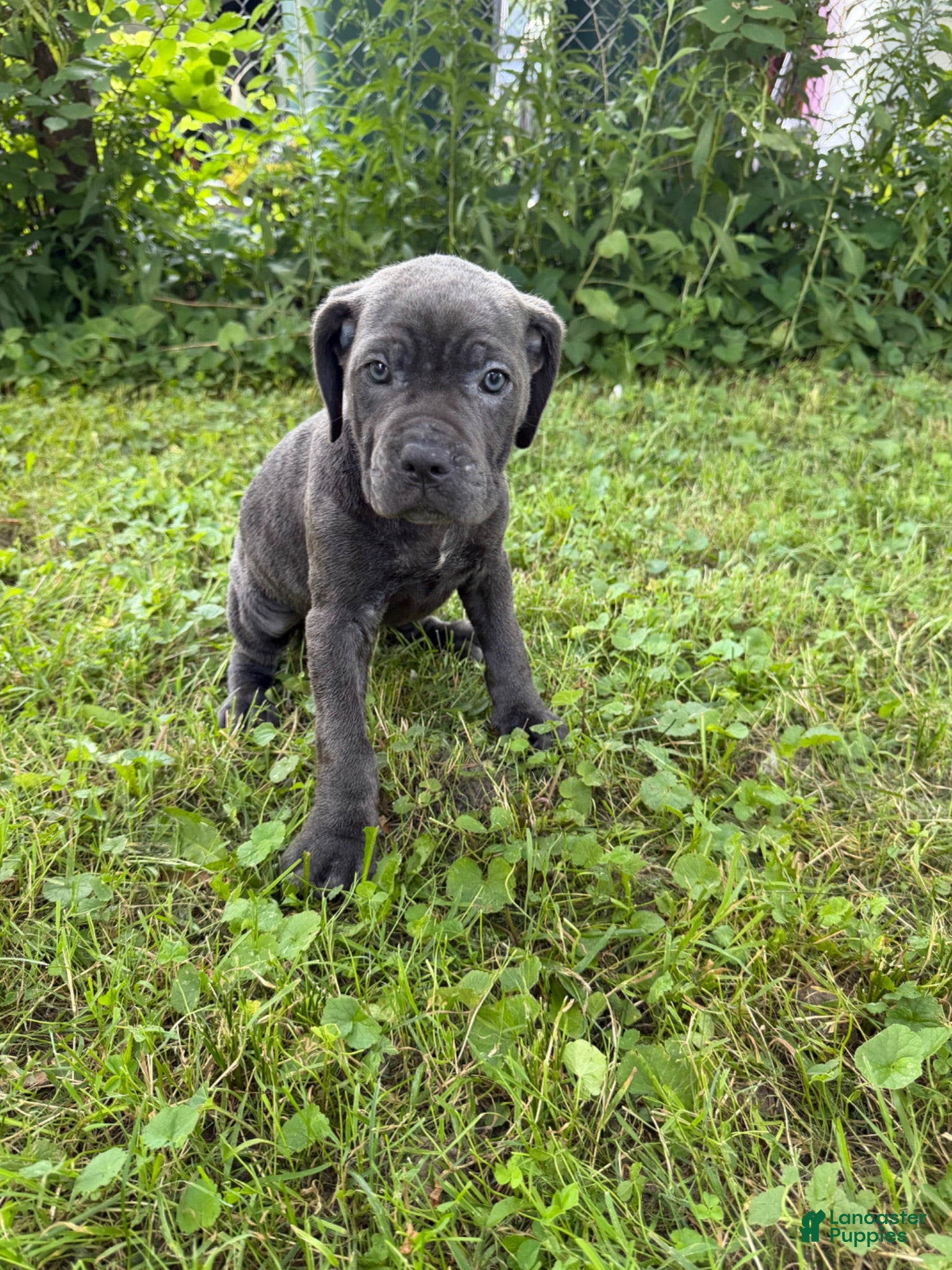 Cane Corso dogs Cane Corso 11 - Ad 2