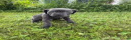 Cane Corso dogs for sale: Cane Corso 11 - Ad 2