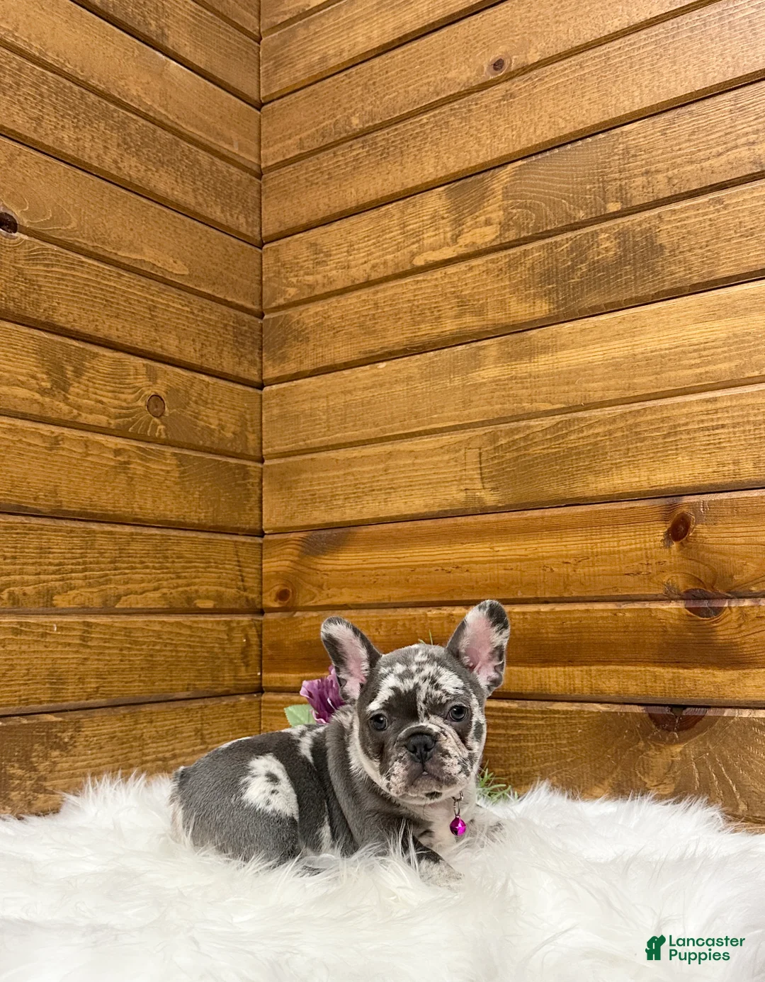 French Bulldog dogs for sale: French Bulldog Puppy 1 - Ad 1