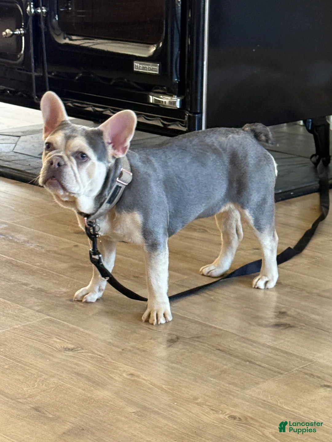 French Bulldog dogs for sale: French Bulldog Puppy 2 - Ad 3