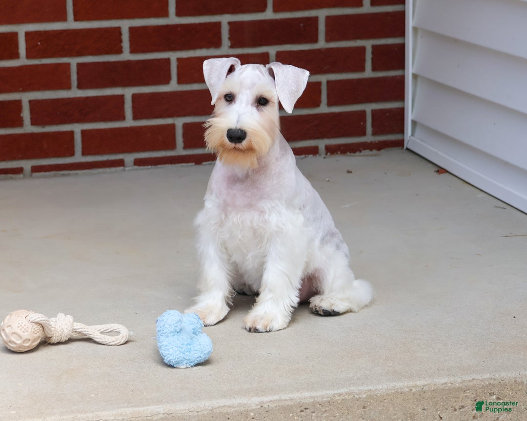 Miniature Schnauzer dogs for sale: Alex - Ad 8