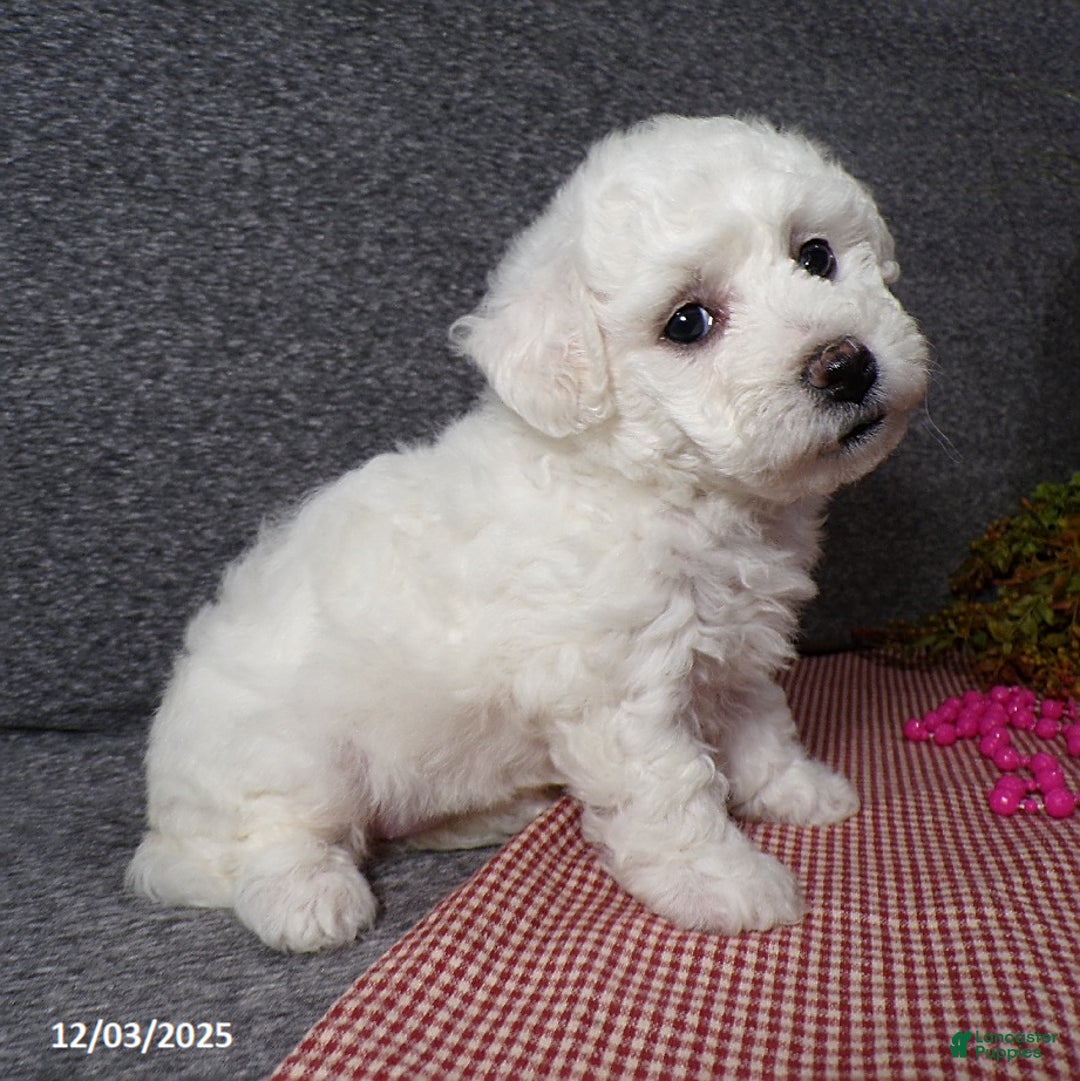 Bichon Frise dogs for sale: Angel - Ad 1