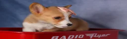 Welsh Corgi Pembroke dogs for sale: Carrie  - Ad 10