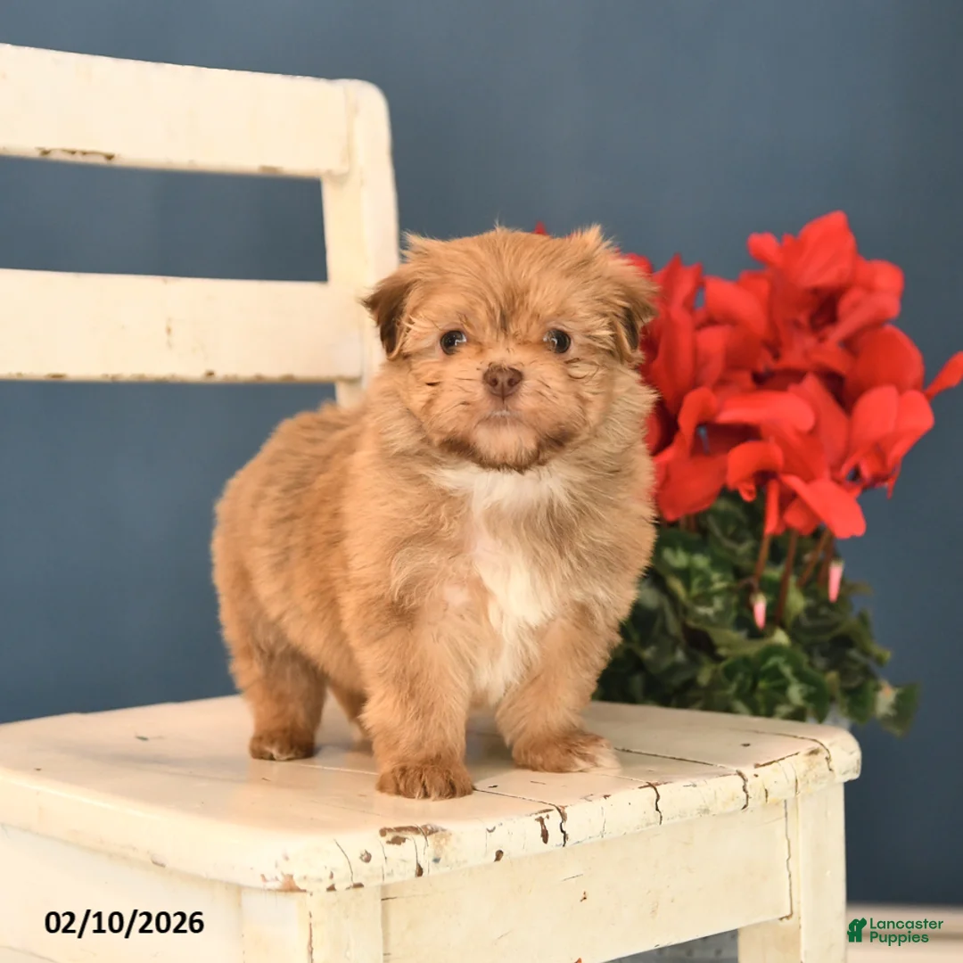 Havanese dogs for sale: Pluto - Ad 3