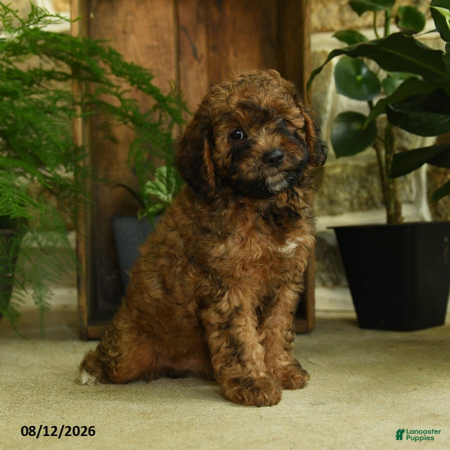 Cavapoo dogs River - Ad 1