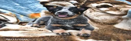 Australian Cattle Dog dogs for sale: Hazel - Ad 1