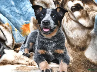 Australian Cattle Dog dogs for sale: Hazel - Ad 1