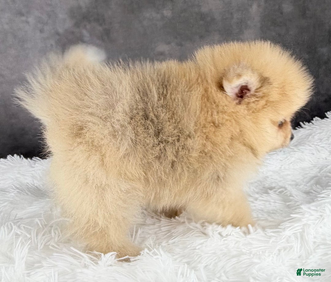 Pomeranian dogs for sale: Pomeranian Puppy 2 - Ad 3