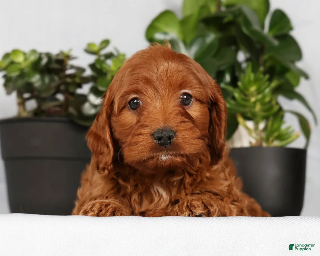 Cavapoo dogs for sale: Mia - Ad 4