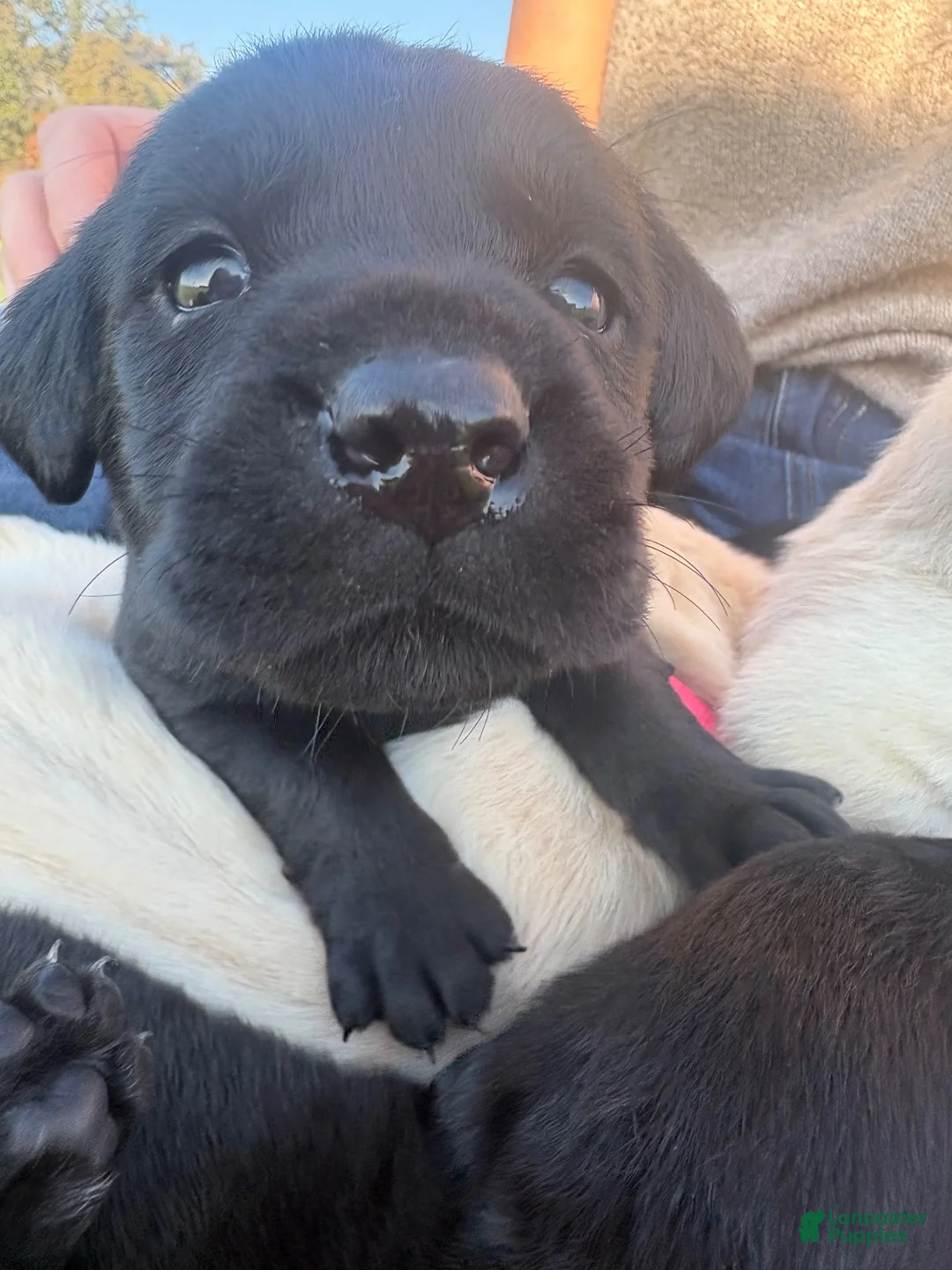 Labrador Retriever dogs for sale: Labrador Retriever 1 - Ad 1