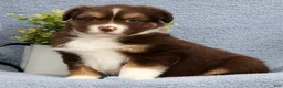 Miniature Australian Shepherd dogs for sale: Rowan - Ad 8
