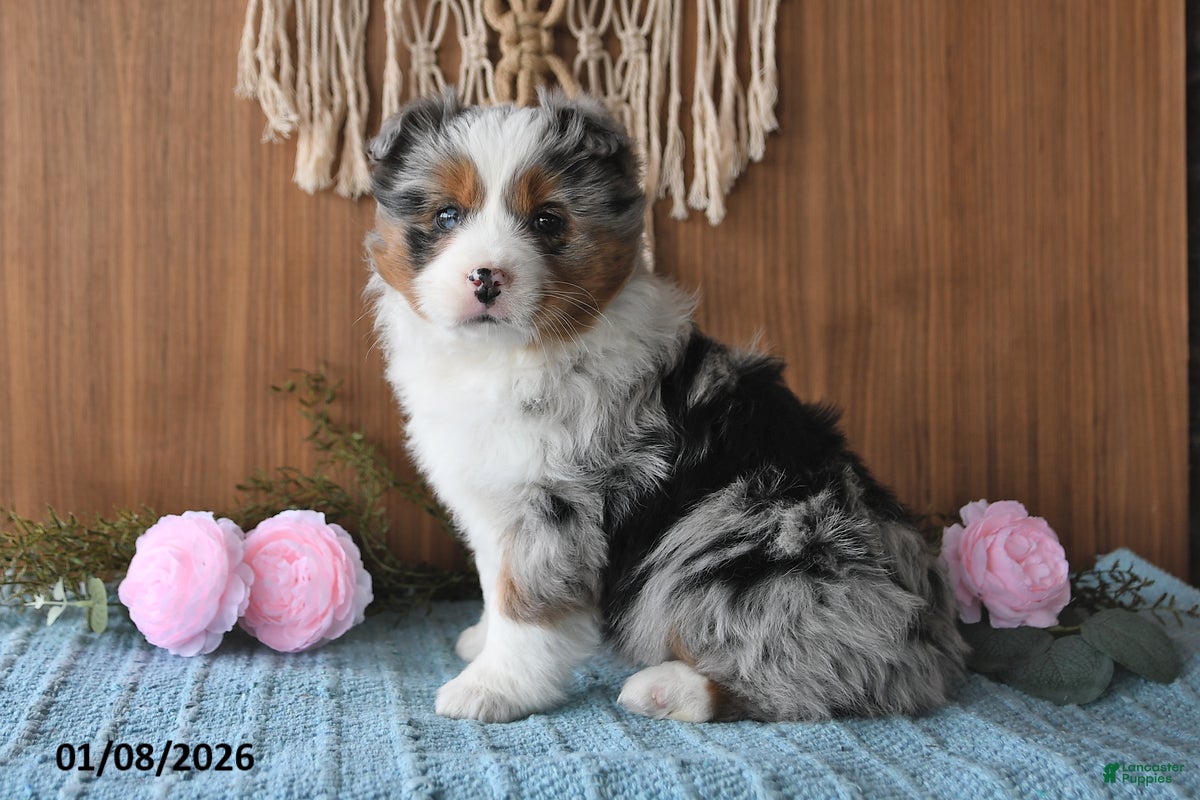 Miniature Australian Shepherd dogs Eylie - Ad 4