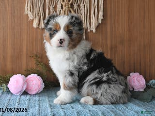 Miniature Australian Shepherd dogs Eylie - Ad 4