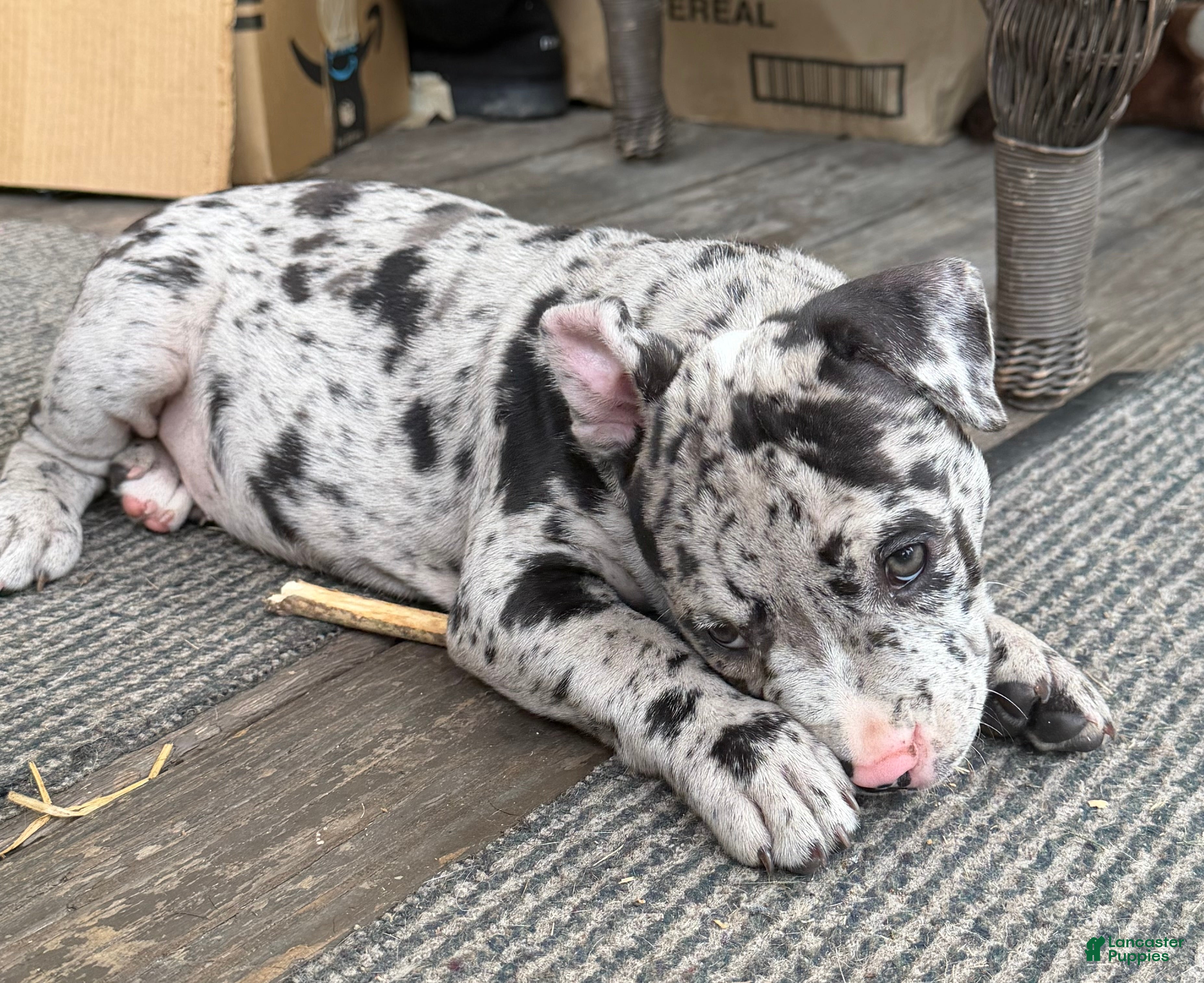 American Bully dogs Hera - Ad 2