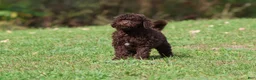 Mini Bernedoodle dogs for sale: Truffles - Ad 4