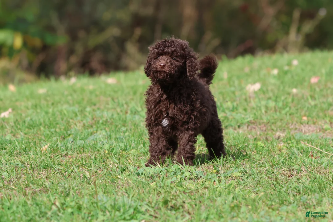 Mini Bernedoodle dogs for sale: Truffles - Ad 4