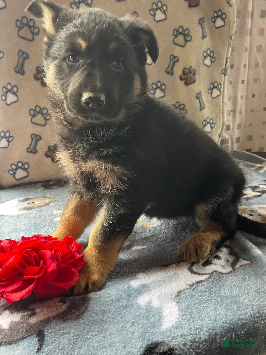 German Shepherd dogs for sale: Sasha - Ad 2