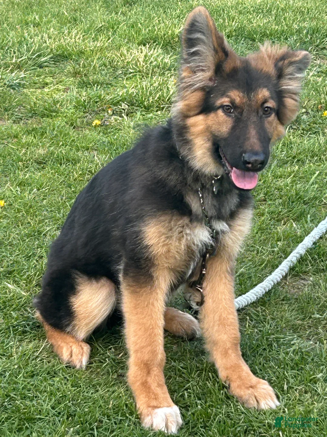 German Shepherd dogs for sale: German Shepherd Puppy 1 - Ad 2