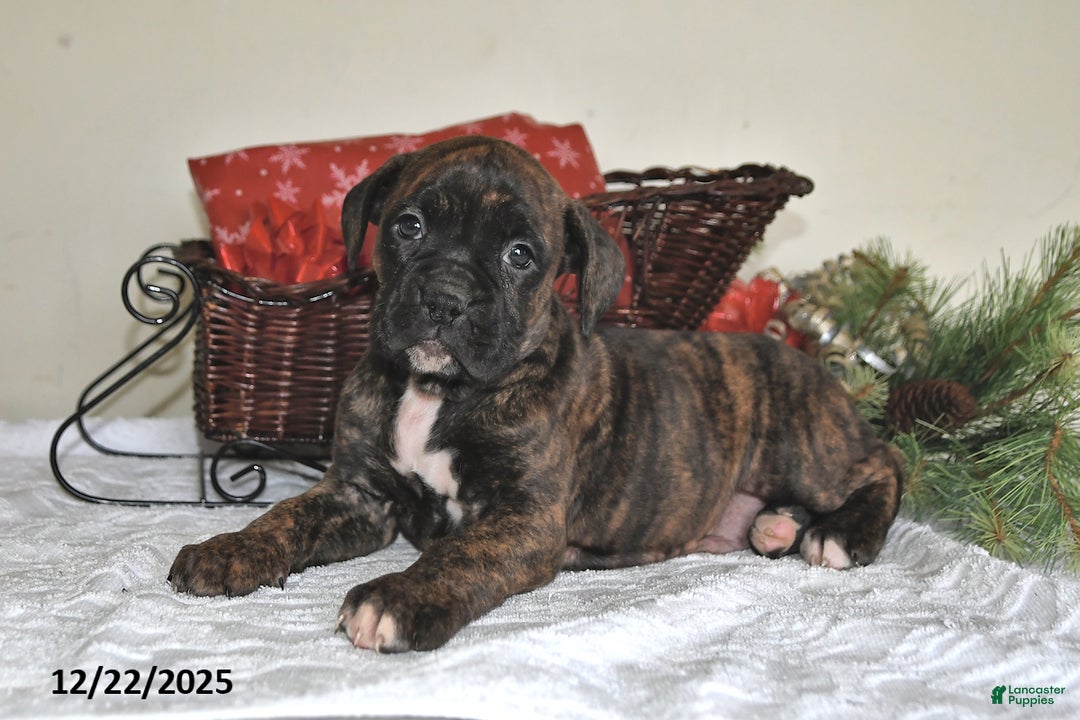Boxer dogs for sale: Bella - Ad 4