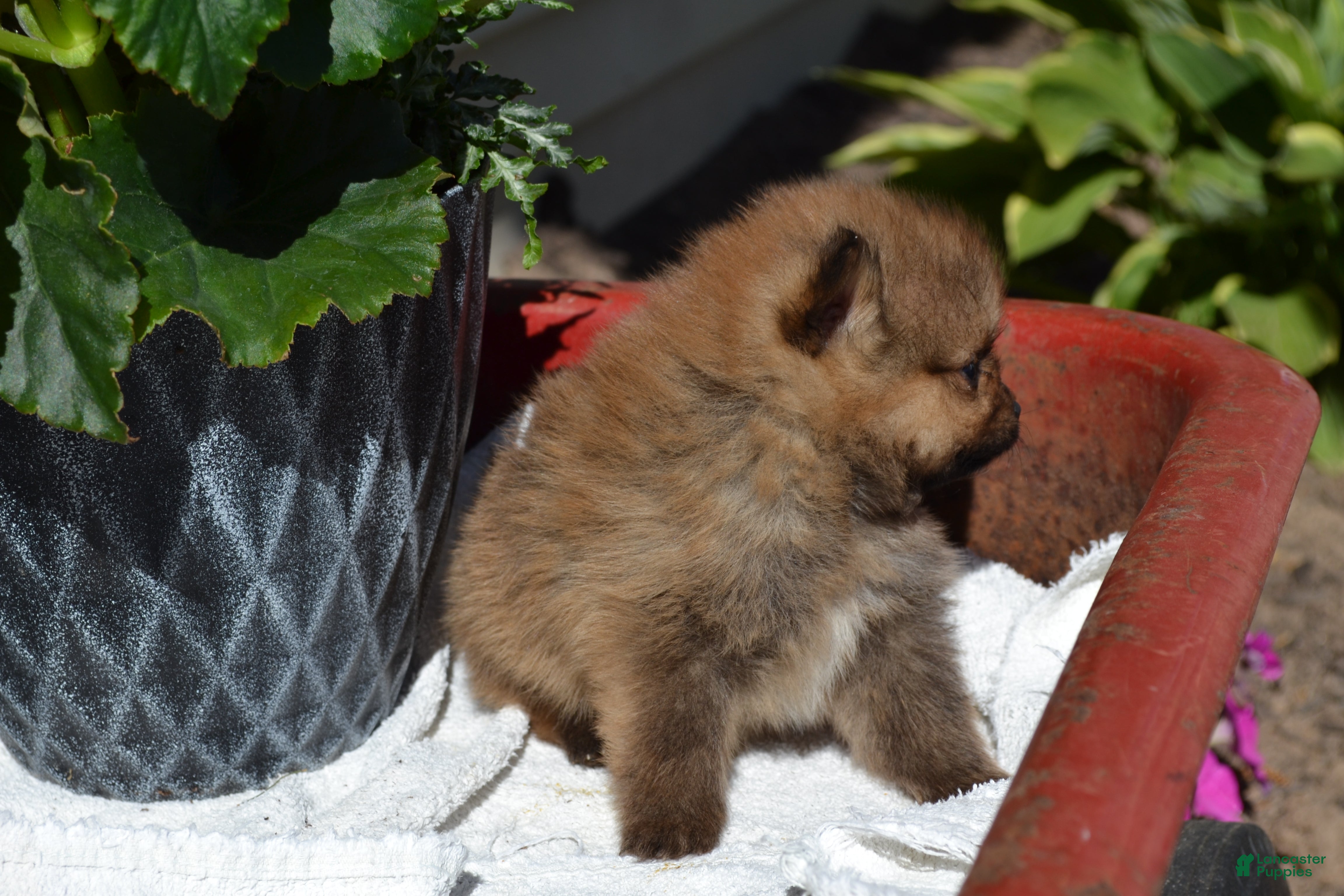 Pomeranian dogs Winx - Ad 19