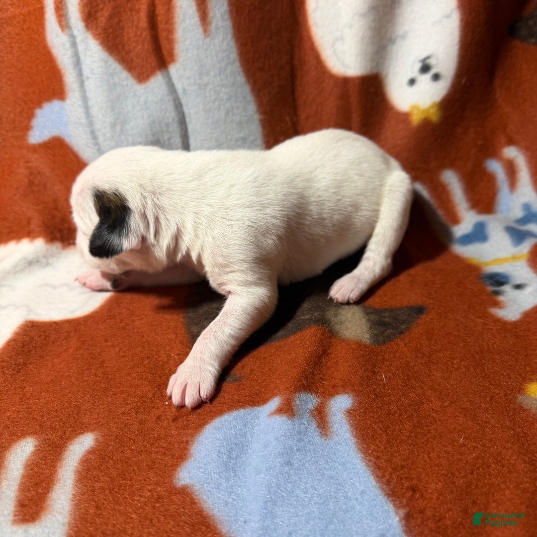 Boxer dogs for sale: Cindy Lou  - Ad 3