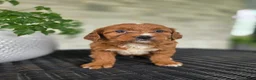 Mini Goldendoodle dogs for sale: Mini Goldendoodle Puppy 5 - Ad 5