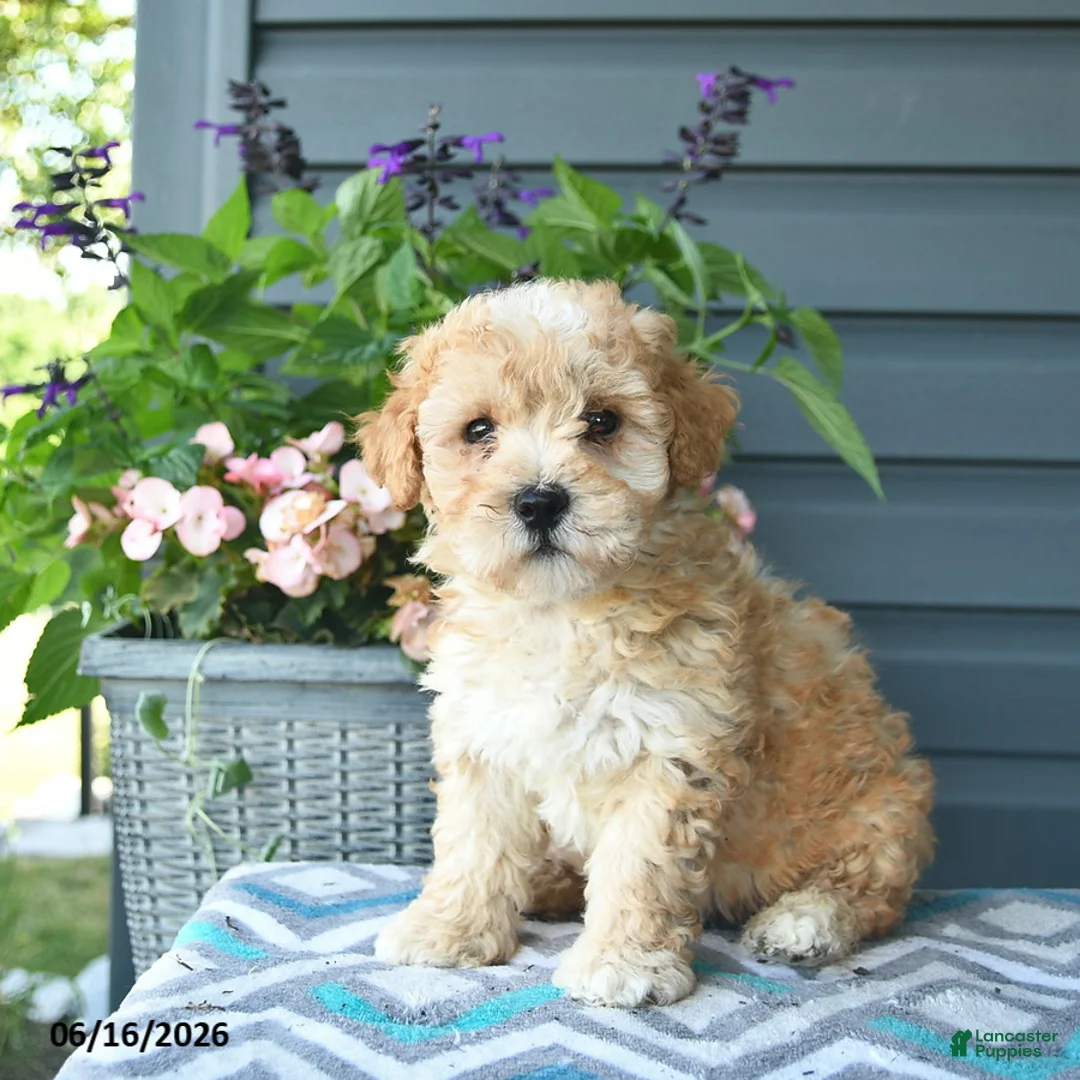 Mini Goldendoodle dogs for sale: Aiden  - Ad 1