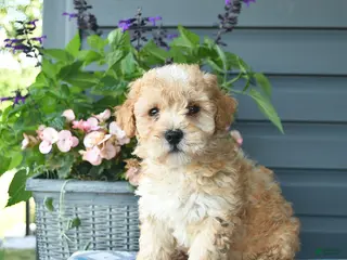 Mini Goldendoodle dogs for sale: Aiden - Ad 1