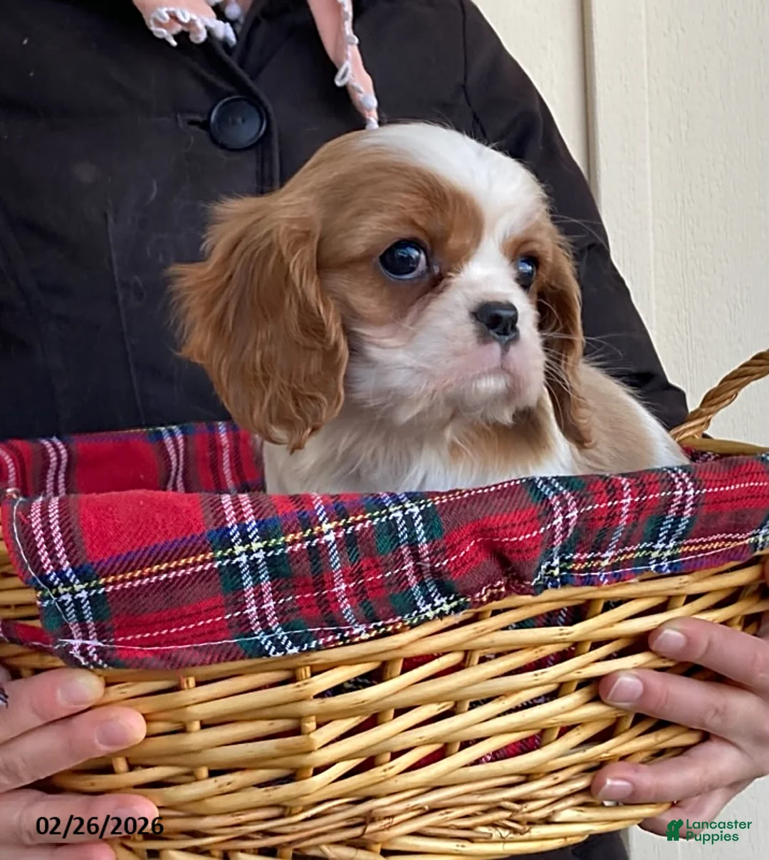 Cavalier King Charles Spaniel dogs for sale: Daffodil - Ad 3