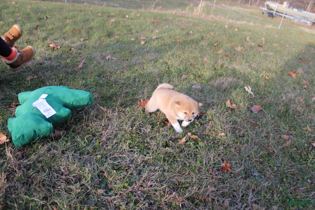Shiba Inu dogs for sale: Tinsel - Ad 8