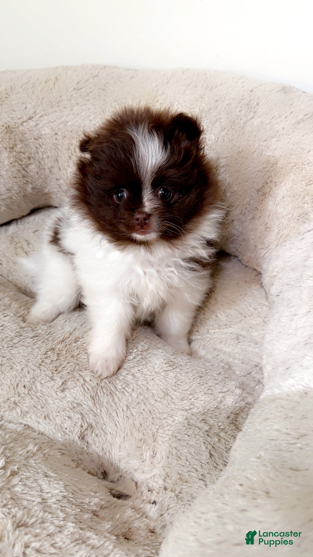 Pomeranian dogs for sale: Willow  - Ad 5