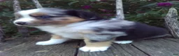 Miniature Australian Shepherd dogs for sale: Ayla - Ad 3