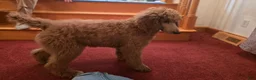 Standard Poodle dogs for sale: Lily - Ad 4