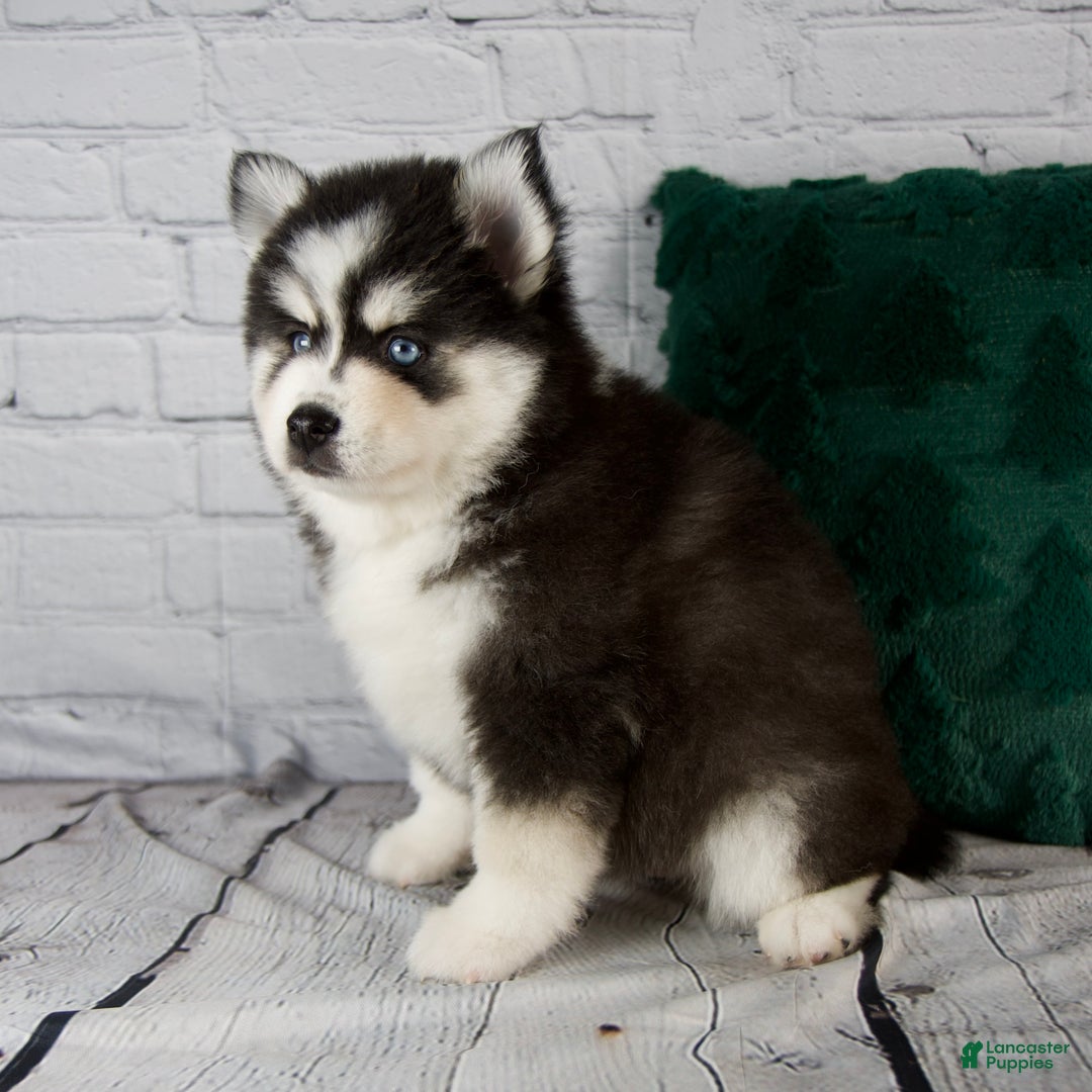 Pomsky dogs for sale: Grace - Ad 4