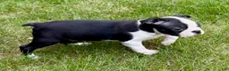 Boston Terrier dogs for sale: Boston Terrier  - Ad 14